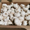 Garlic (Spain, Argentina, Peru, Mexico)